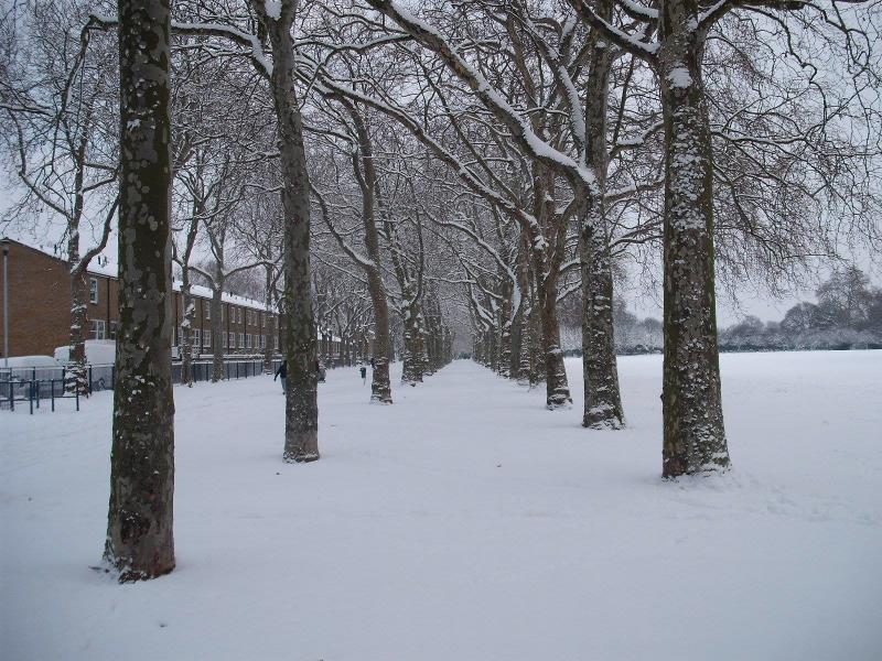 Bulb Planting and Next Year’s Events in Victoria Park Our Bow