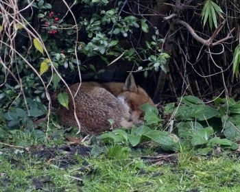 Fox sleeping in back garden Bow, London, E3