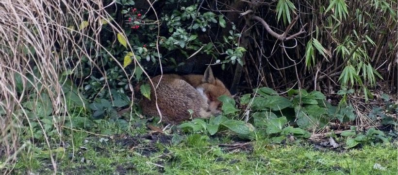 Fox sleeping in back garden Bow, London, E3