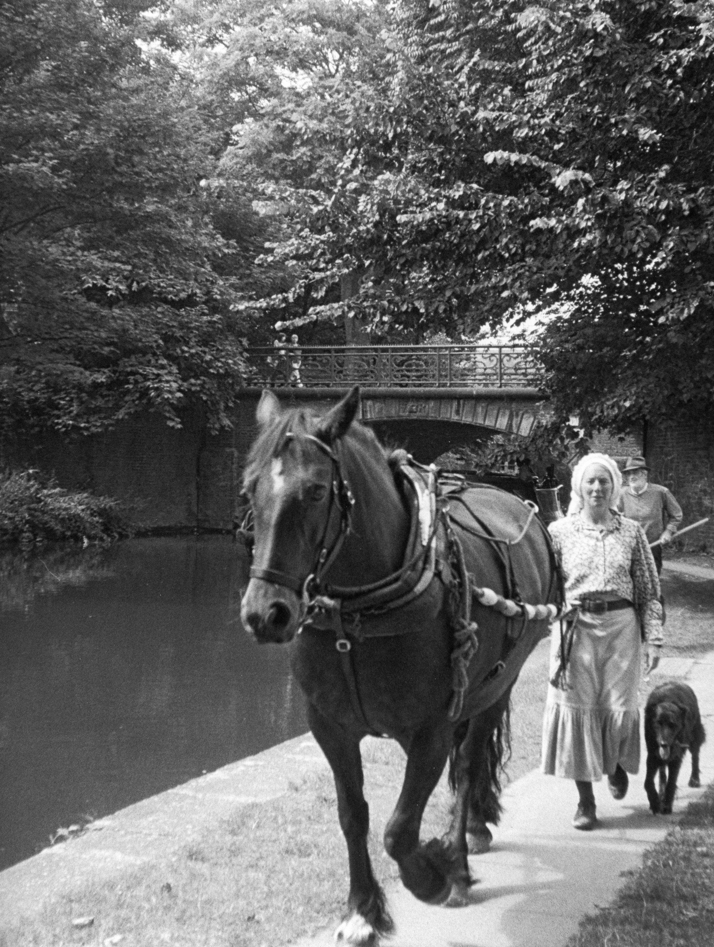 Photo by Terry Bloomfield horse pulling barge Our Bow