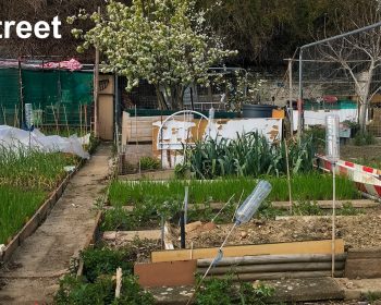 Allotments Purdy Street London E3