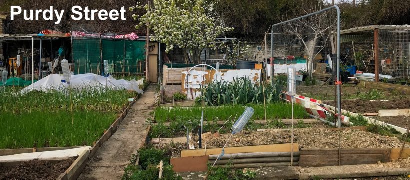 Allotments Purdy Street London E3