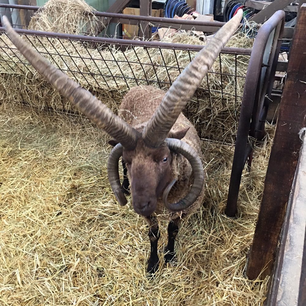A goat at Stepney City Farm