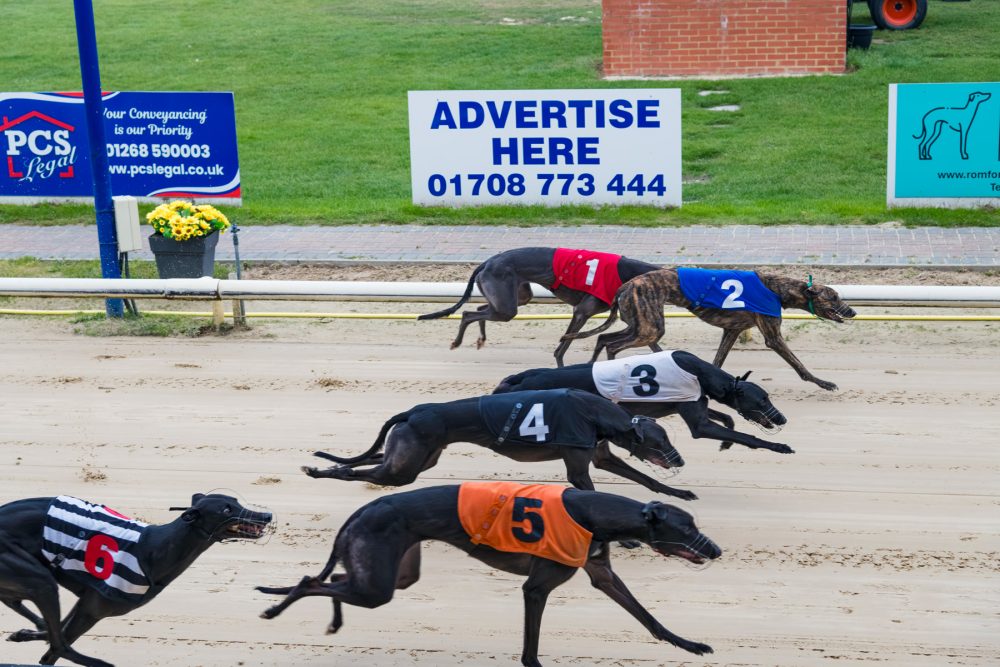 Photo of greyhounds racing